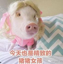 娱乐吃瓜酱猪猪视频