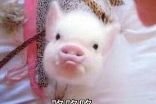 娱乐吃瓜酱猪猪视频