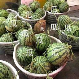 吃瓜娱乐素材哪里找的啊,吃瓜娱乐素材的搜集秘籍